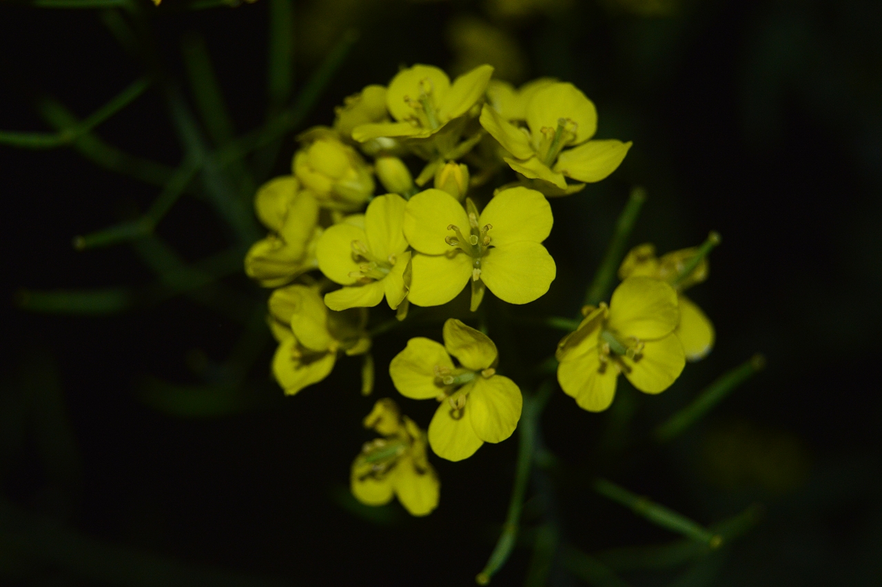 油菜记（图ZMTUwNTg0NDc2） - 人文/纪实摄影 - 站酷设计师风过檐铃原创素材 - 站酷ZCOOL