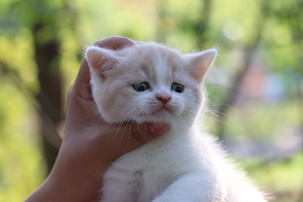 双血统英短\0508英短乳白梵公-熊二-27day450g