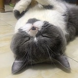 小牛哥哇的头像
