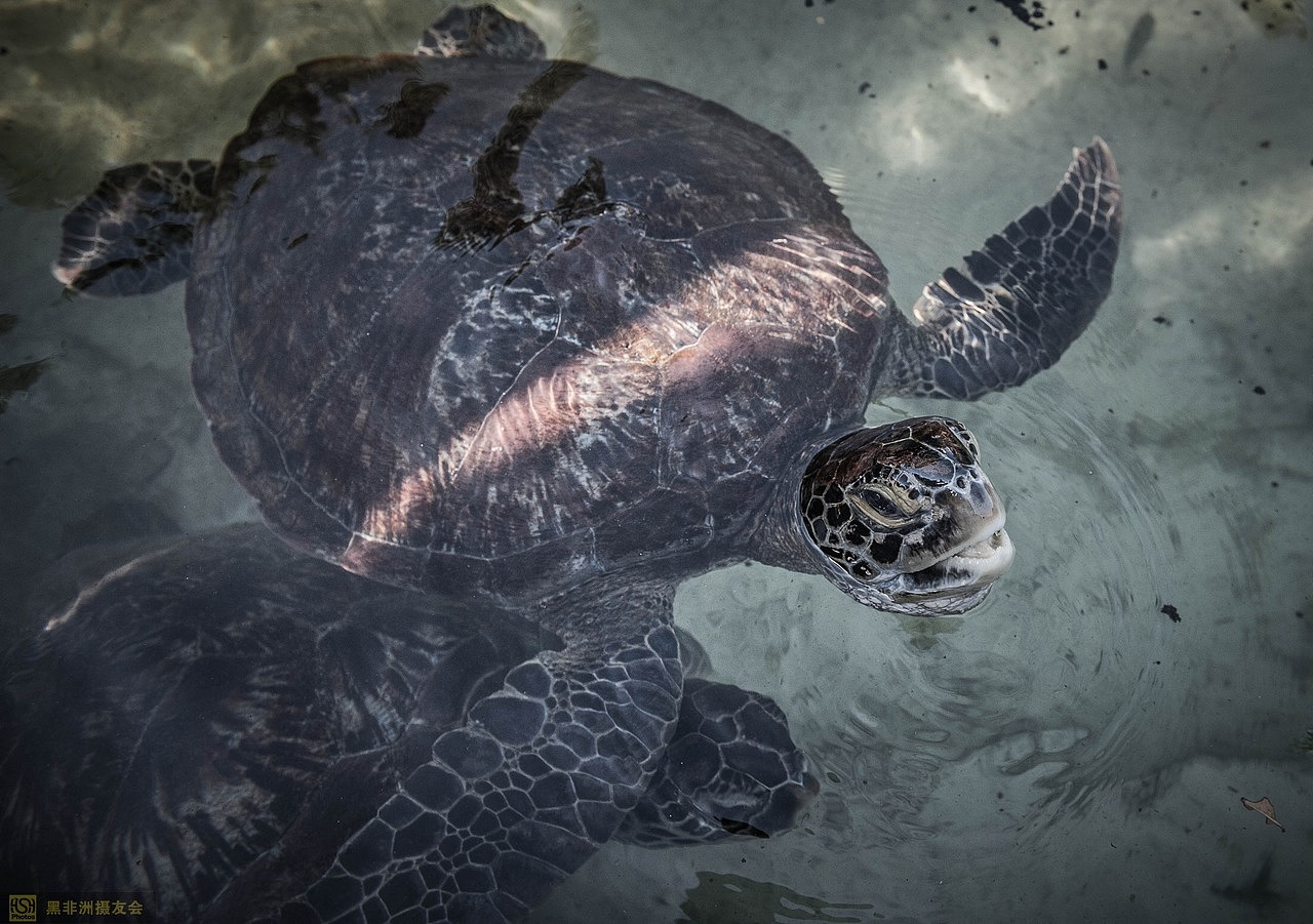 对于海龟,我看过一部纪录片,讲述的是海龟刚出生的时候,需要经过一片
