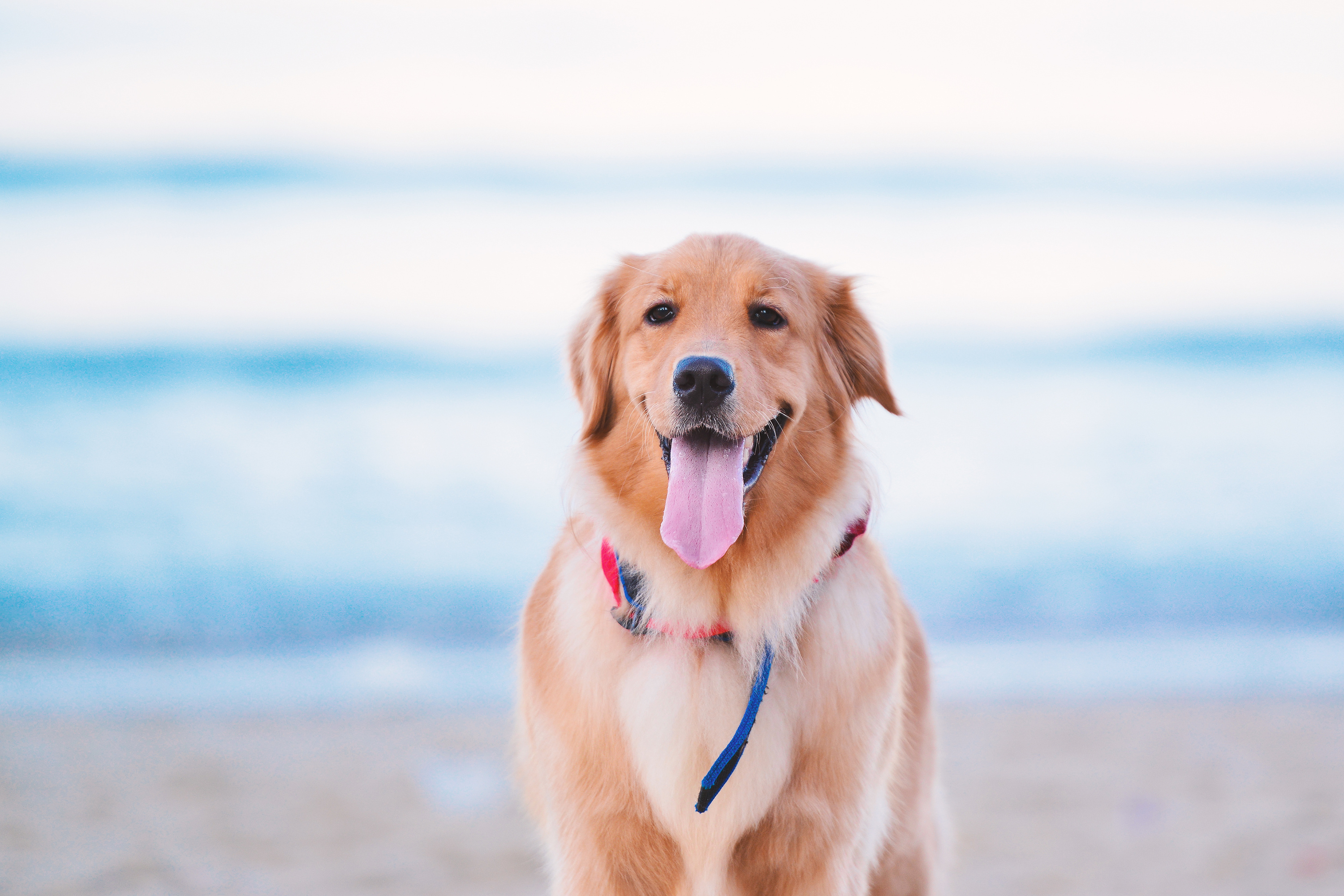 深圳宠物摄影-珀珀宠物摄影之海边的狗狗