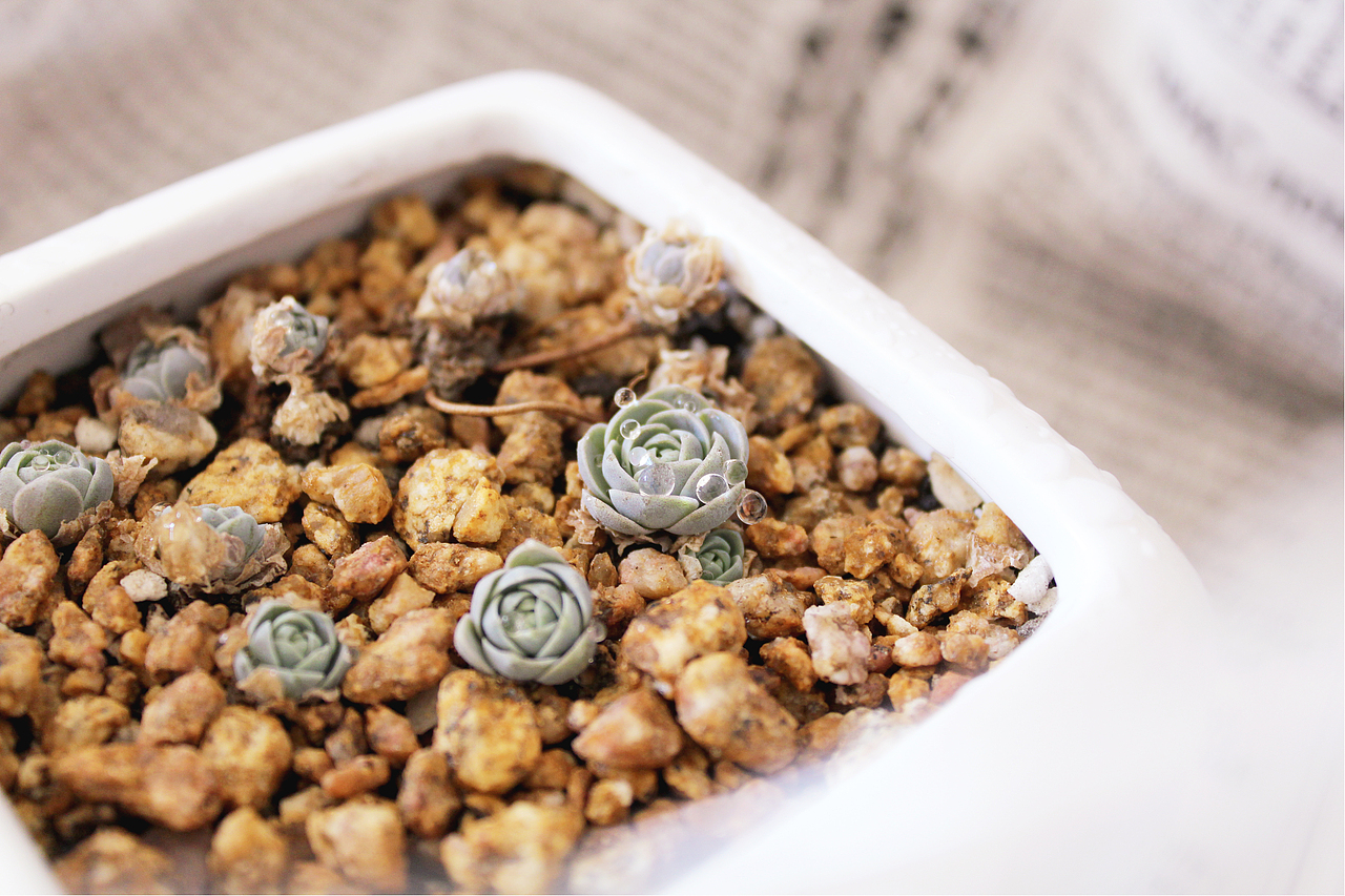 记录，一些家养的多肉（图ZNzMxNDkwNzI=） - 其他摄影 - 站酷设计师旧怨难书原创素材 - 站酷ZCOOL