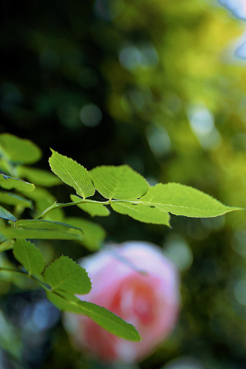 拍花的高级感（图ZMzM5MTc5MDg0） - 风光摄影 - 站酷设计师九弄原创素材 - 站酷ZCOOL