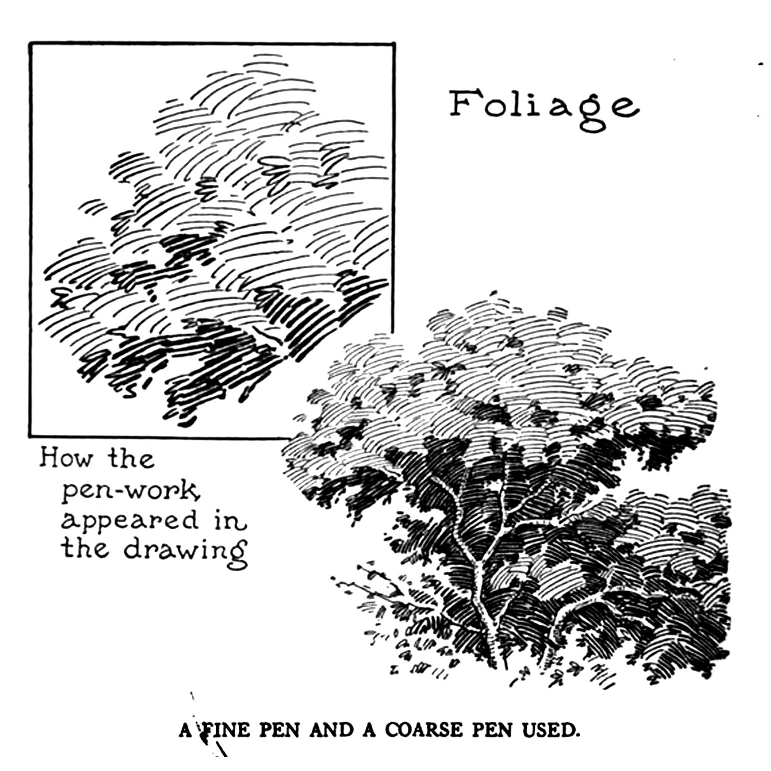 谭伯虎说画教您钢笔画如何画树木