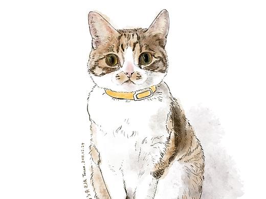 画了10只猫