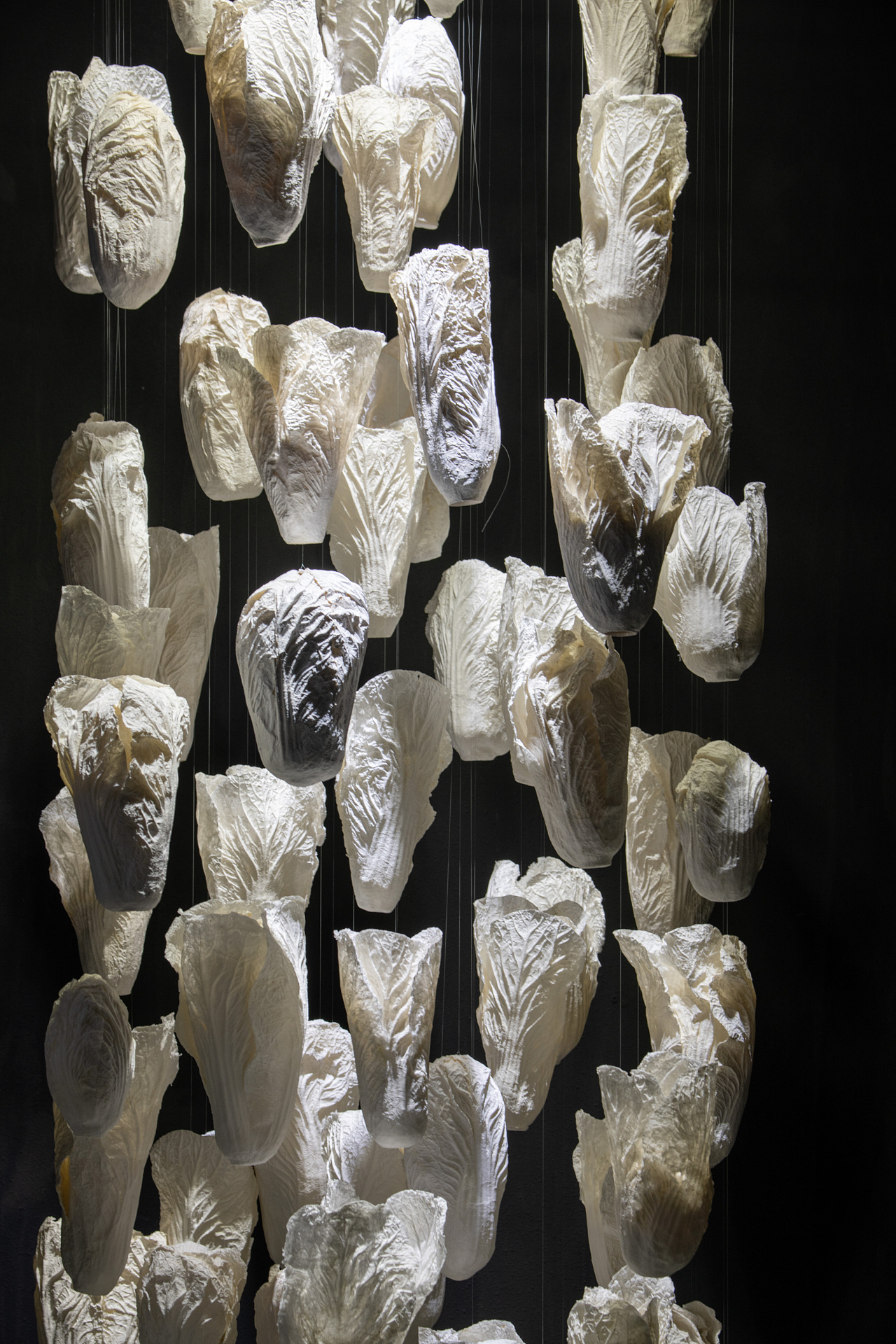 《白菜》纸|纯艺术|实验艺术|沈允庆景观艺术 - 原创作品 - 站酷