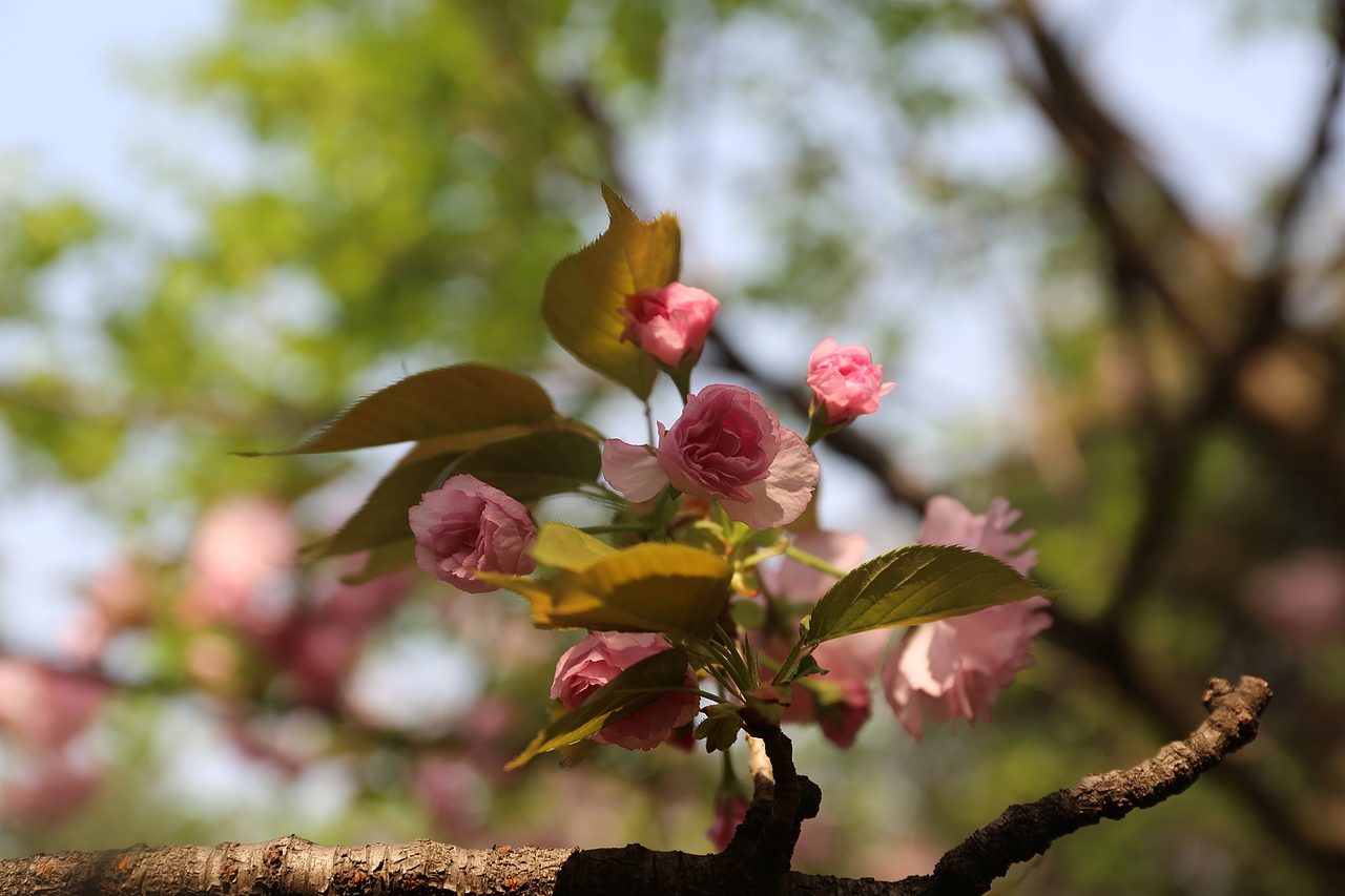 花都开好了（图ZMTEwMDAzNDA0） - 其他摄影 - 站酷设计师焉寐语原创素材 - 站酷ZCOOL