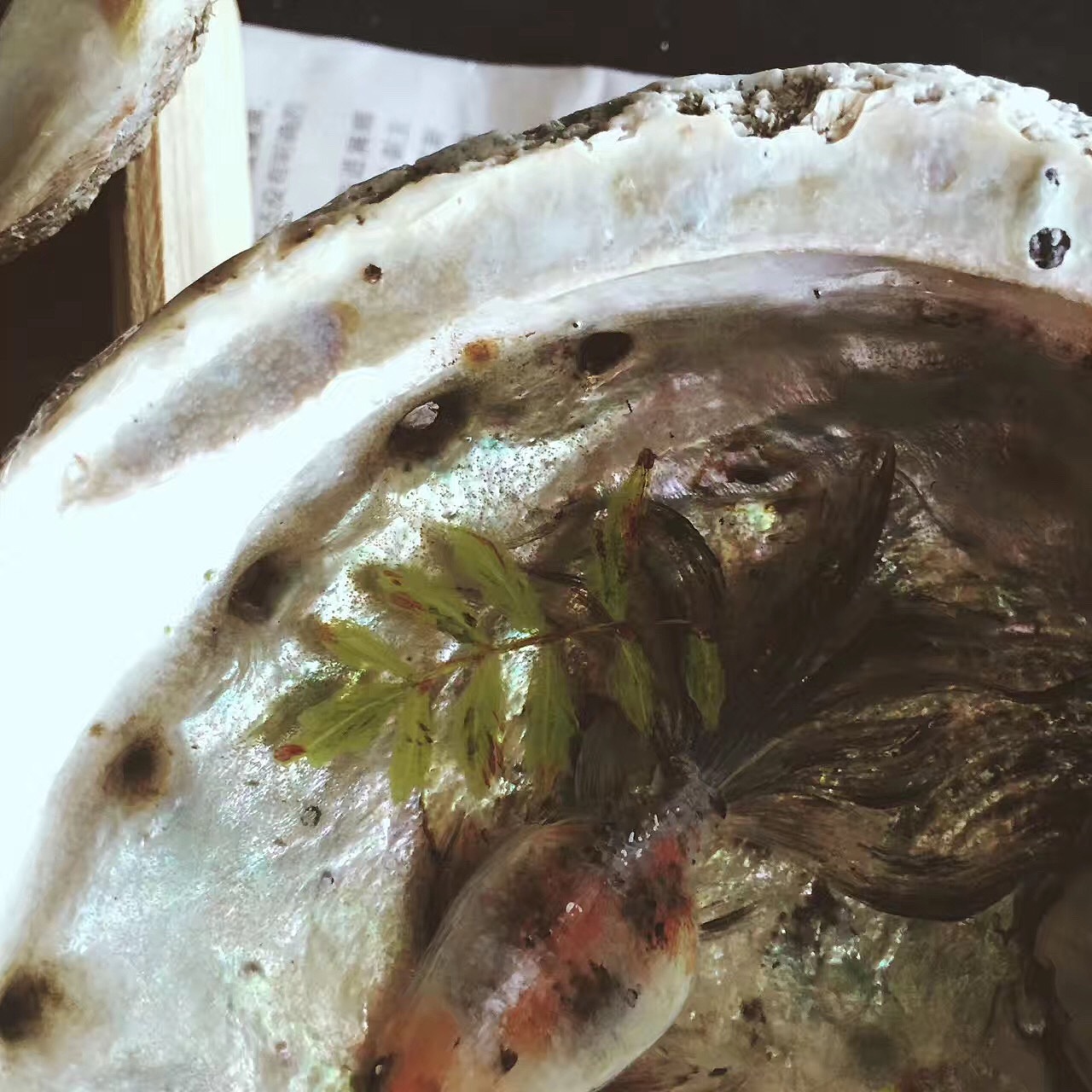 树脂金鱼之这段时间画的。（图ZOTA3MTQwMDQ=） - 工艺品设计 - 站酷设计师亚麟原创素材 - 站酷ZCOOL