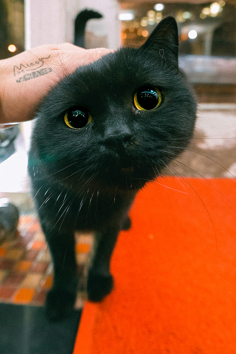 走街串巷寻拍一整年，只为这20张可爱的猫咪萌照！（图ZMTAxODIyNDk2） - 宠物摄影 - 站酷设计师喵呜不停原创素材 - 站酷ZCOOL