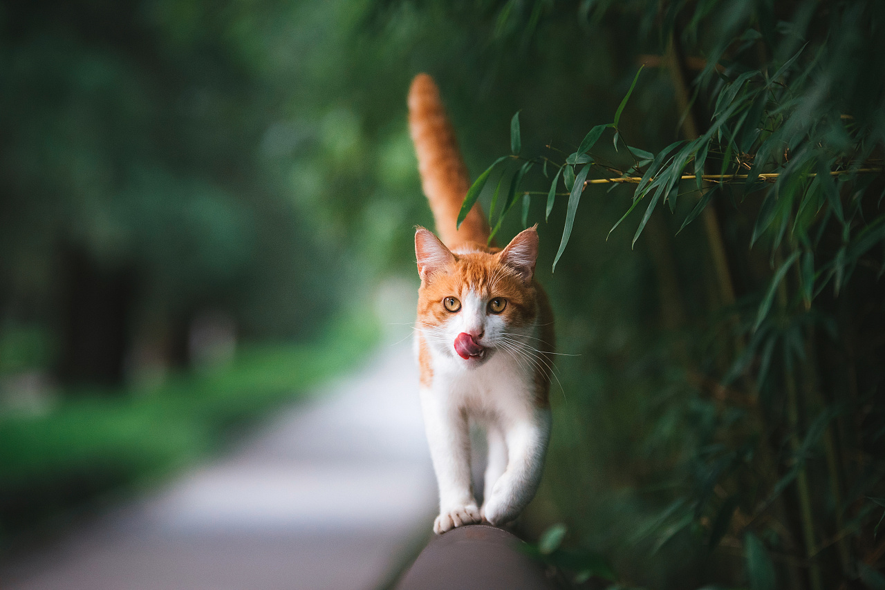 奄美大島からやって来た「ノネコ」 甘えん坊なふつうの猫だった | 犬・猫との幸せな暮らしのためのペット情報サイト「sippo」