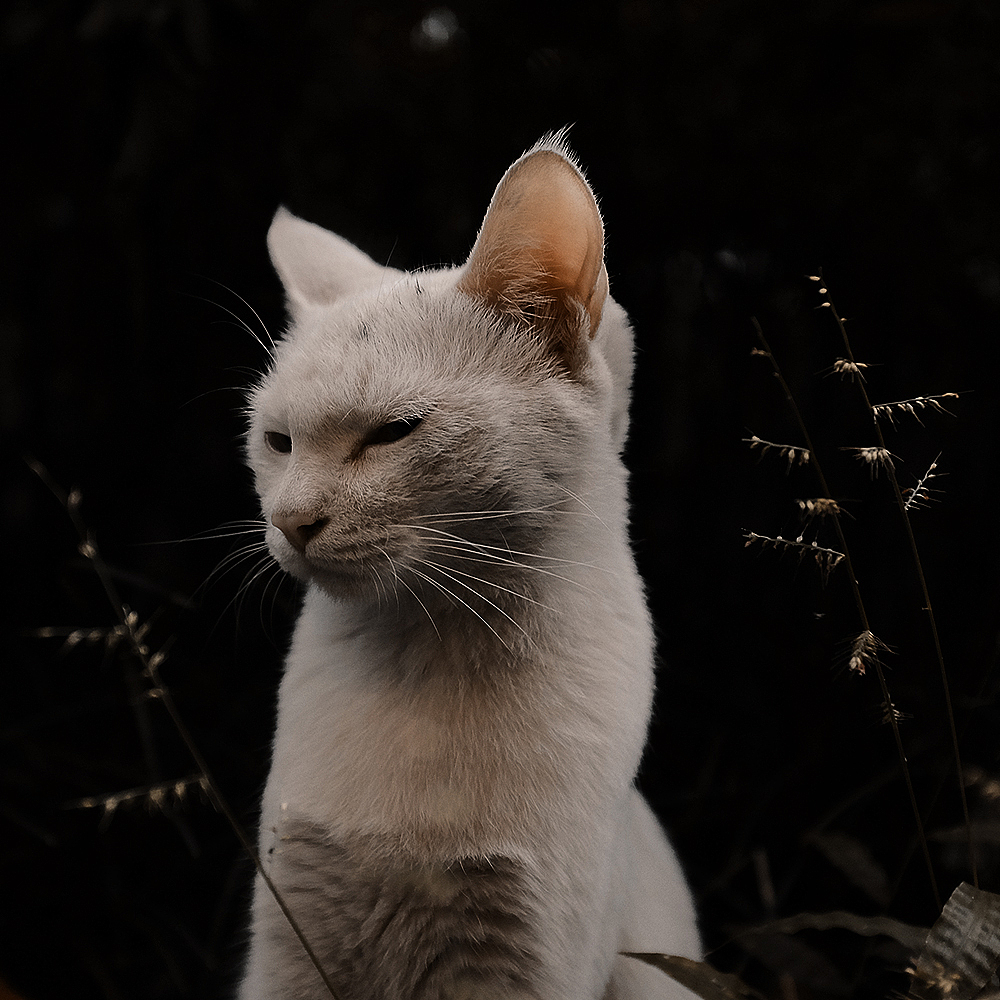 So Cats.