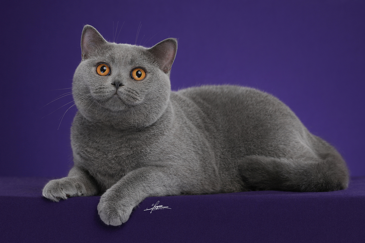 英国短毛猫amyworks探须视觉