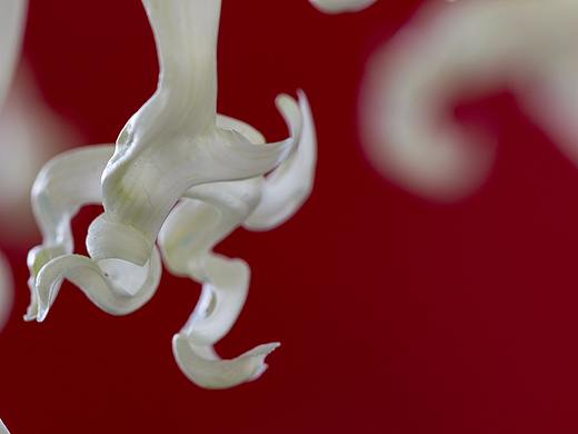 花花草草（個(gè)人主頁(yè)-ZMjQ3NzgyNzI=） - 風(fēng)光攝影 - 站酷設(shè)計(jì)師秋影1962原創(chuàng)素材 - 站酷ZCOOL