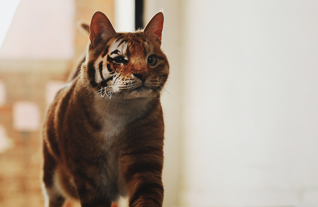 gazing凝视【动物摄影师何某某个人作品28】