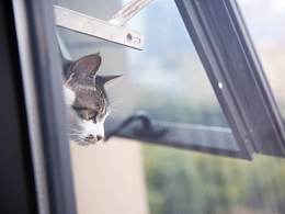 励志成为网红猫