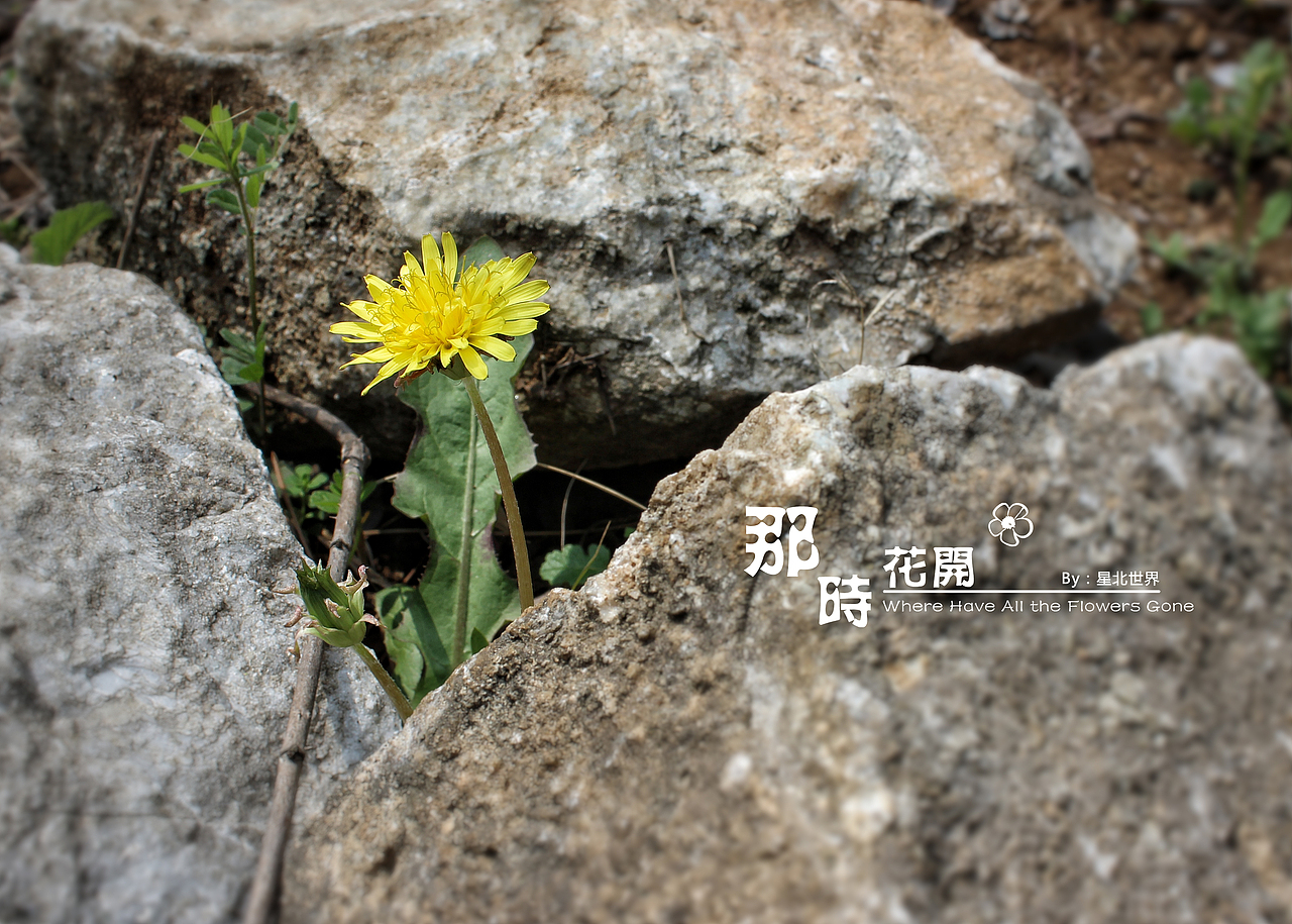 未闻花名——那时花开（二）（图ZNzQ4OTAxMjA=） - 修图/后期 - 站酷设计师星北世界原创素材 - 站酷ZCOOL