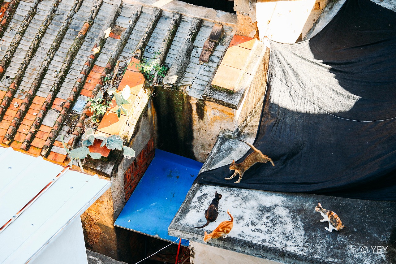 貓的秘密基地（圖ZMjEzMDkyMDQw） - 風(fēng)光攝影 - 站酷設(shè)計(jì)師隨記溢原創(chuàng)素材 - 站酷ZCOOL