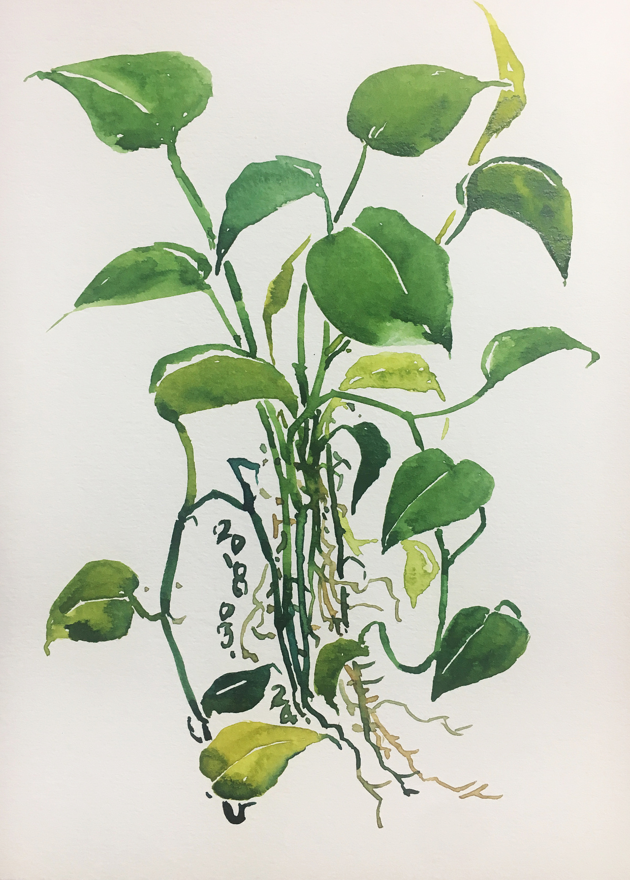 绿色植物绘画作品图片