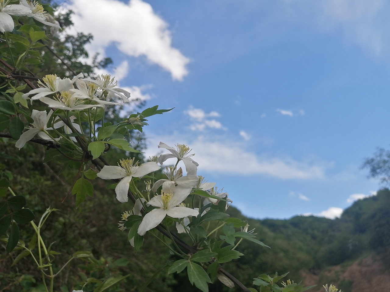 神奇的大自然的产物