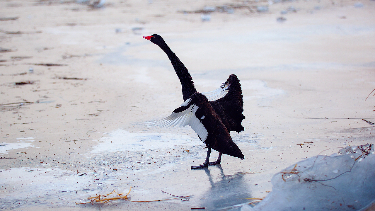 大（鵝）隨拍（圖ZMTU5NjI4NDQ0） - 寵物攝影 - 站酷設(shè)計(jì)師土豆燉地瓜原創(chuàng)素材 - 站酷ZCOOL