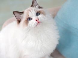 宠物摄影 猫咪