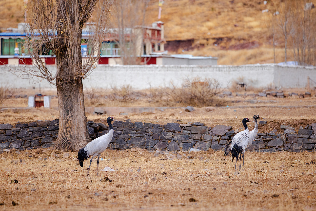 西藏 | 洁白的仙鹤,请借我一双翅膀