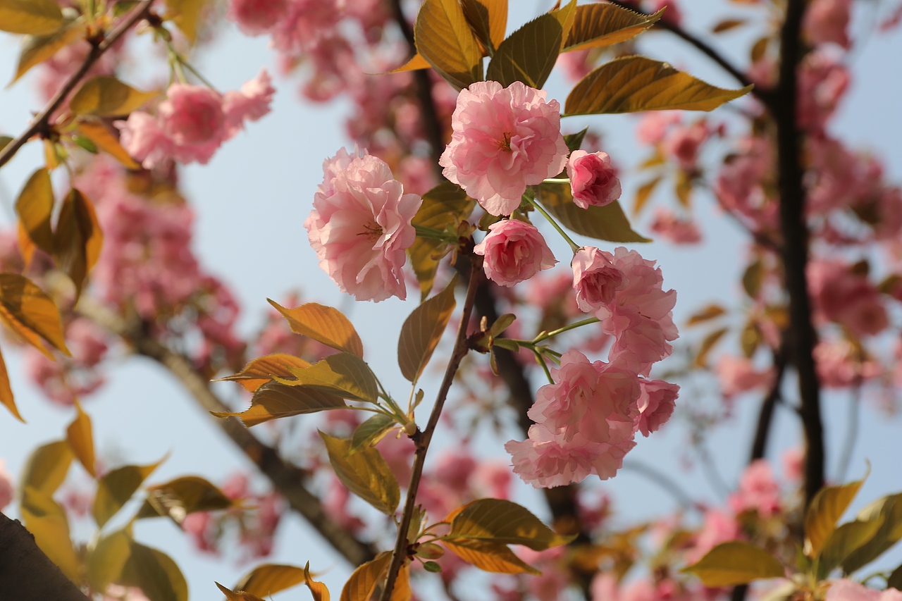 花都开好了（图ZMTEwMDAzMzg4） - 其他摄影 - 站酷设计师焉寐语原创素材 - 站酷ZCOOL