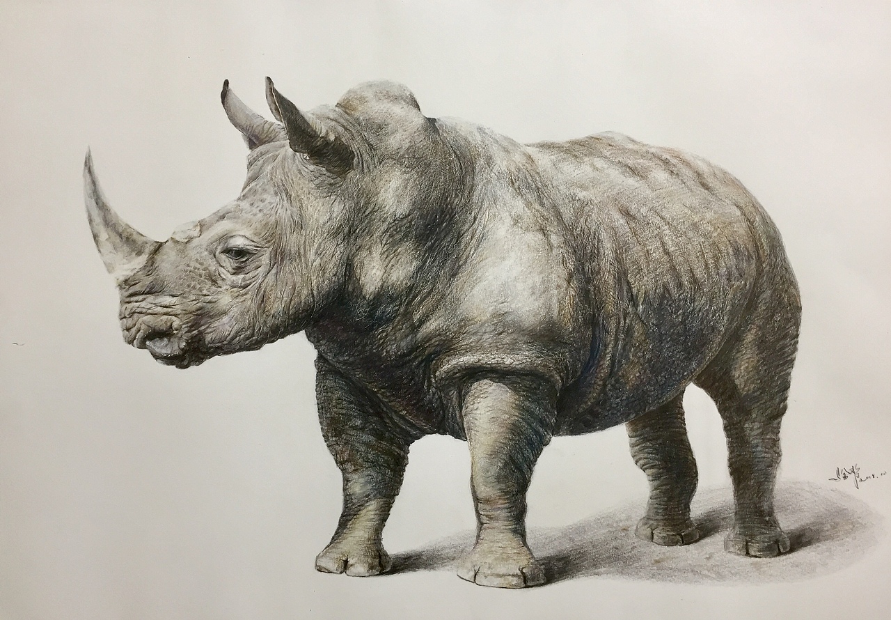 写实彩铅画犀牛