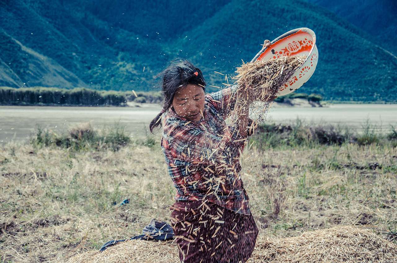 林芝的丰收#出发的勇气2014#(图ZMTk4NDkyNzY=) - 人文/纪实摄影 - 站酷设计师不问西东K原创素材 - 站酷ZCOOL