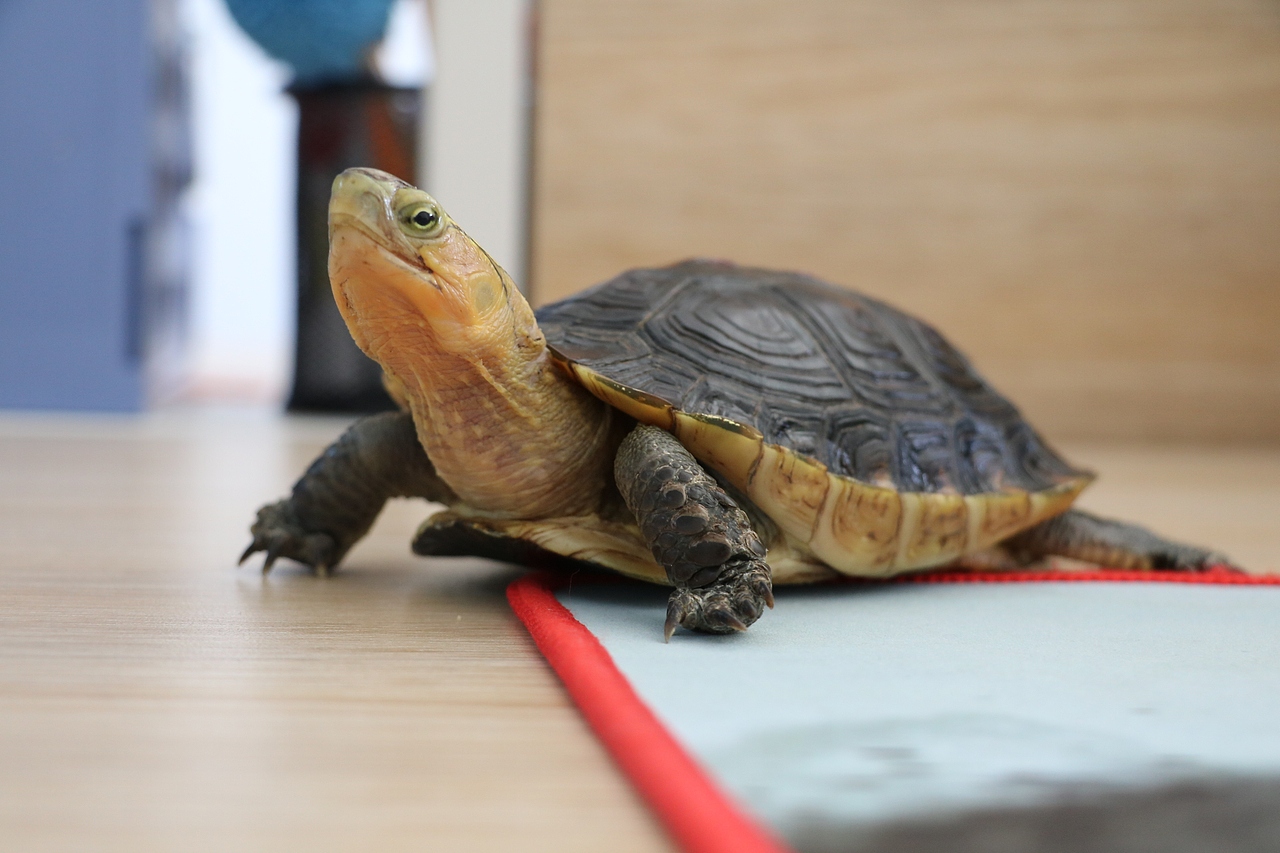 国家二级保护动物黄缘闭壳龟