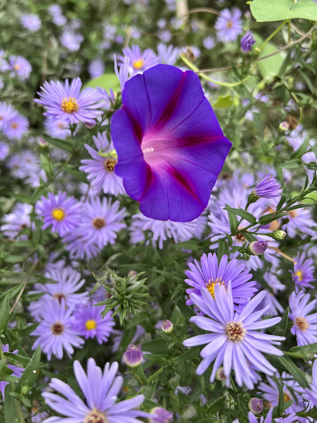 九月清晨的木茼蒿
