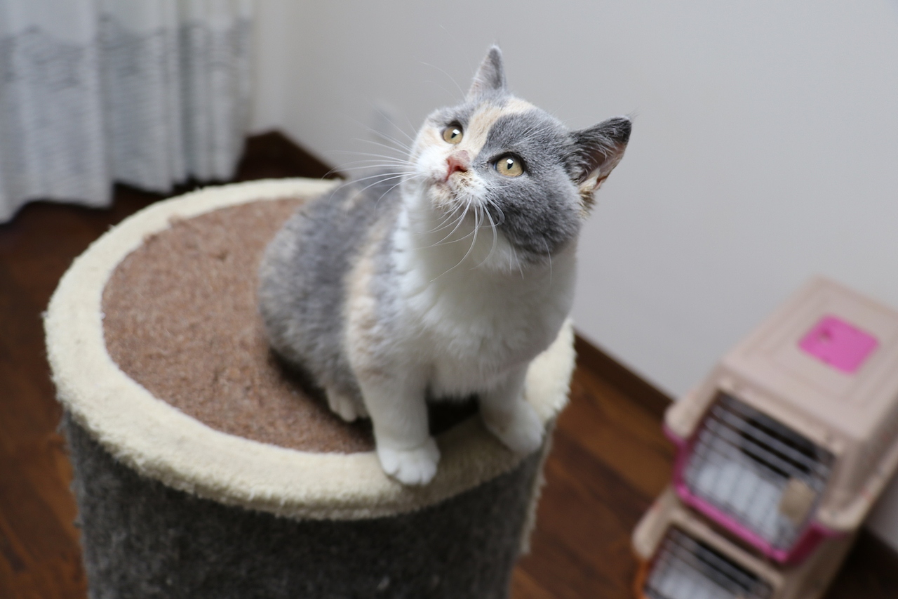 903英短三花-母-五粉 沐米猫舍  英短三花