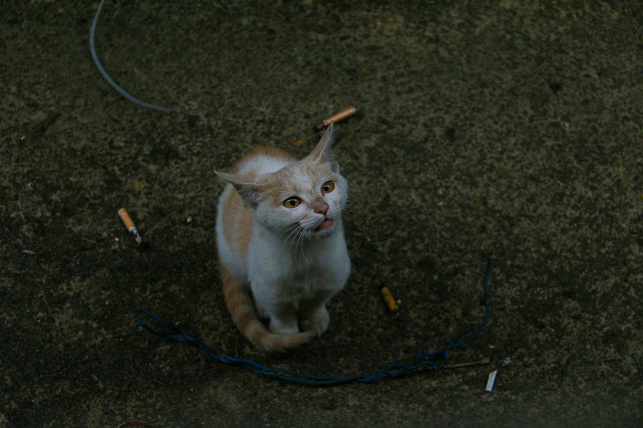 流浪猫（图ZNjMxNDQyODg=） - 宠物摄影 - 站酷设计师阳先森原创素材 - 站酷ZCOOL