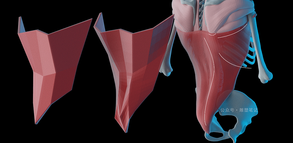 躯干肌肉（图ZMjc2NzY0NzM2） - 人物/生物 - 站酷设计师雕塑笔记原创素材 - 站酷ZCOOL