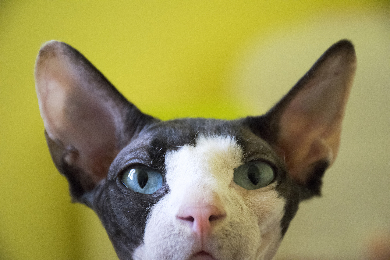 猫咪摄影（图ZODE1MzA3OTY=） - 宠物摄影 - 站酷设计师su北原创素材 - 站酷ZCOOL