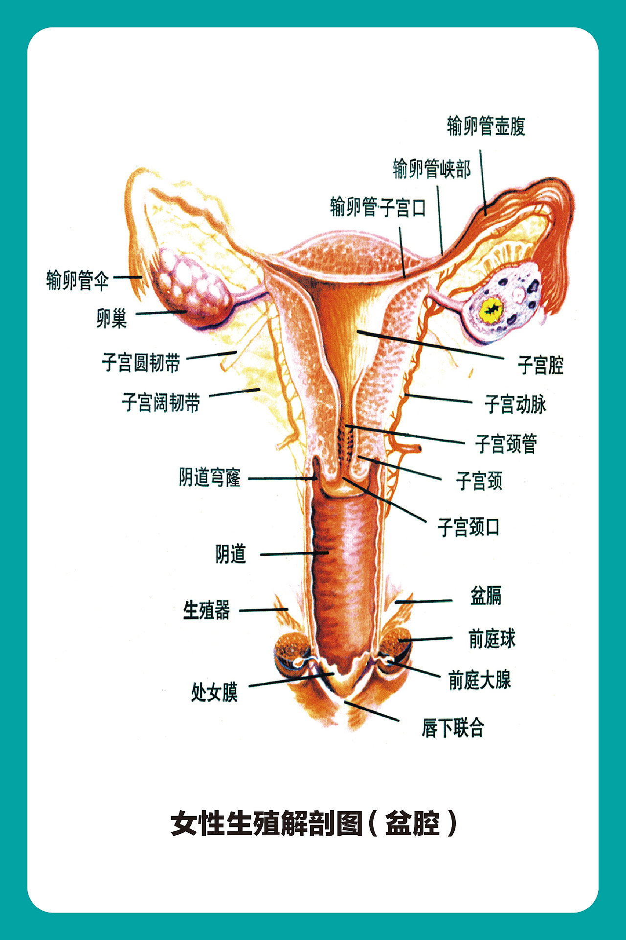 医用人体解剖图