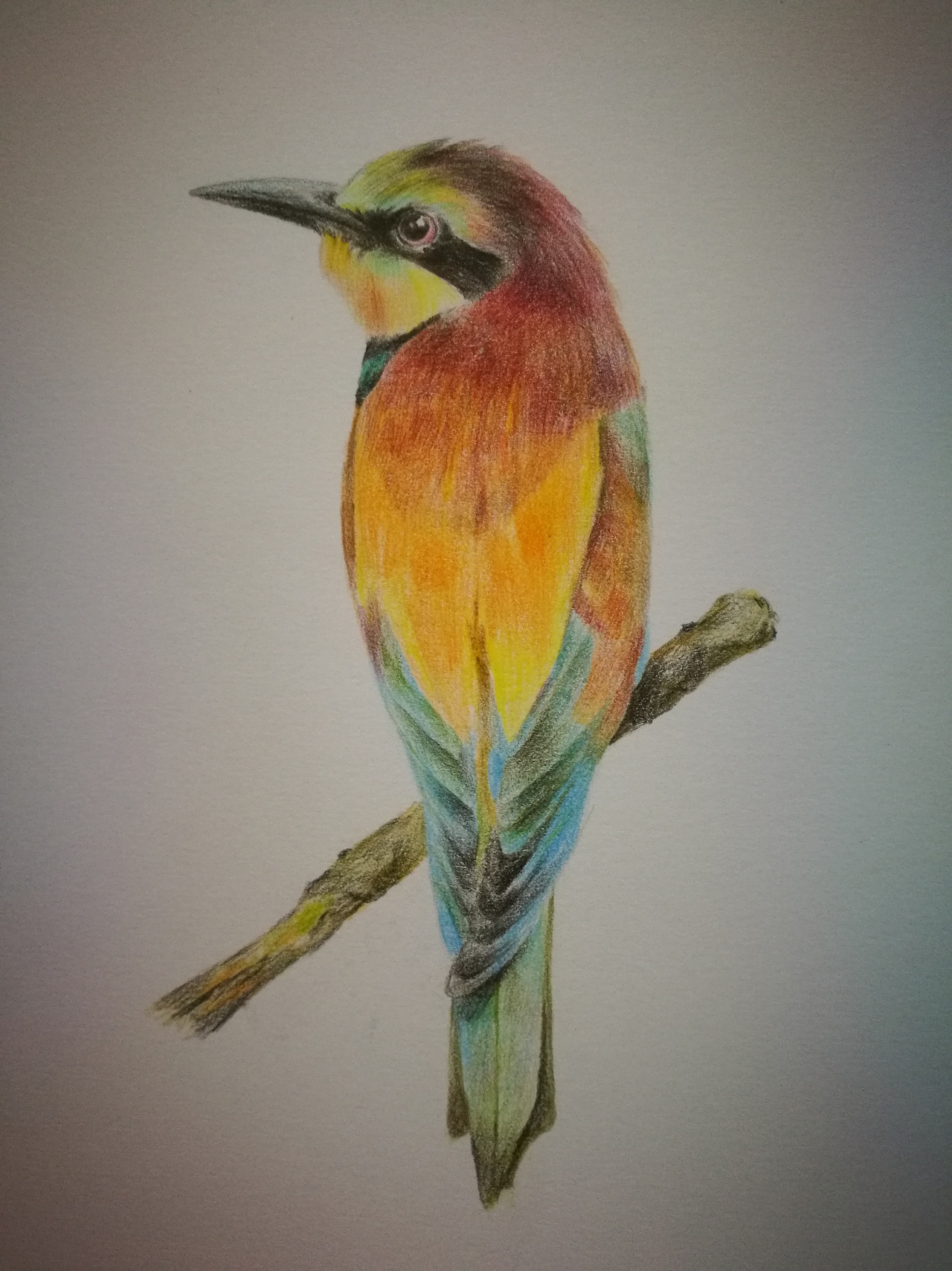 鸟|纯艺术|绘画|叁开战猎萨 - 原创作品 - 站酷 (zcool)