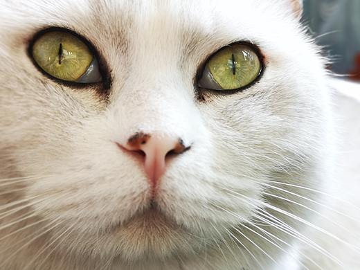 很早之前拍的猫咪