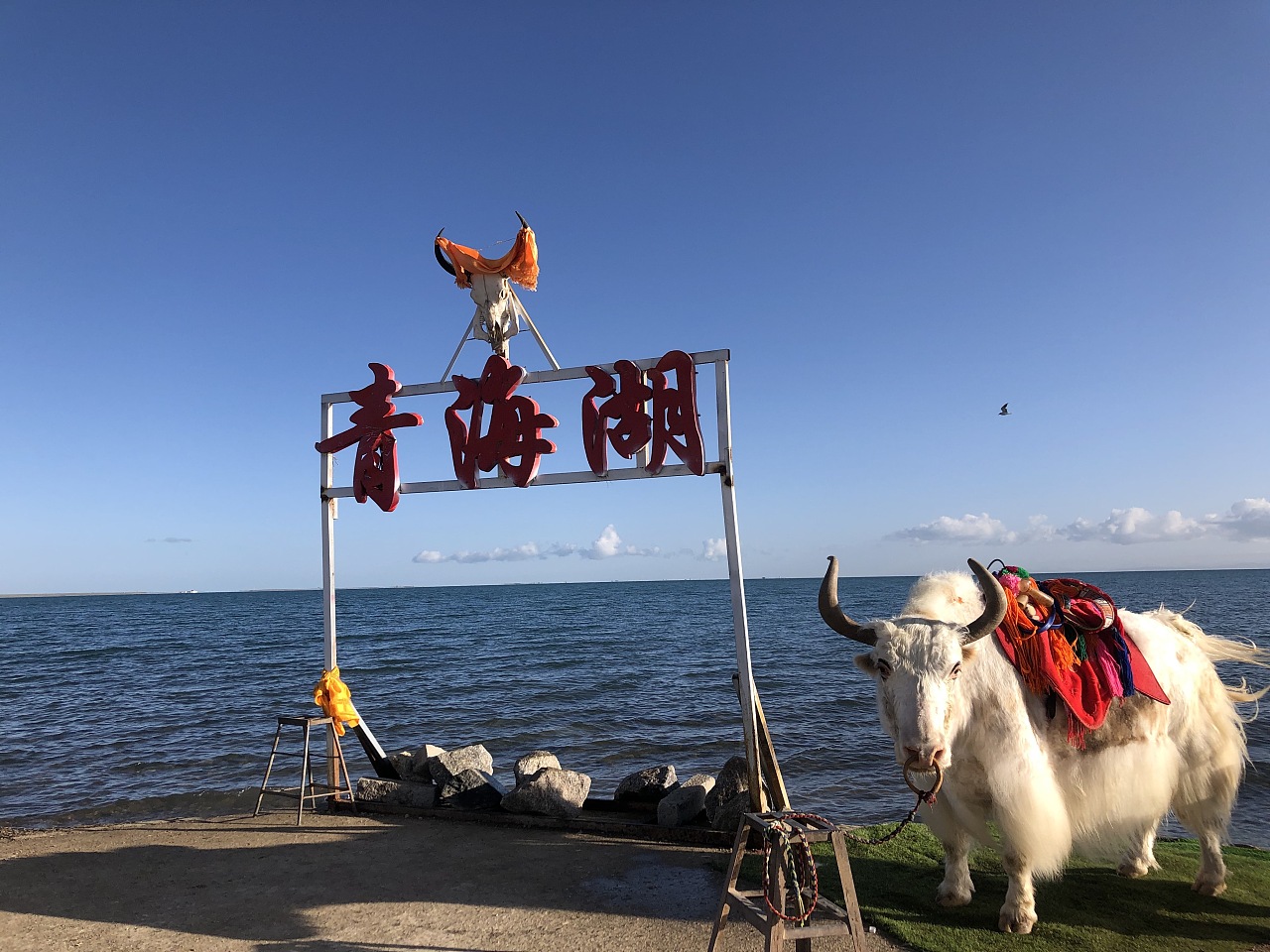 青海湖鸟岛图片素材-编号15388108-图行天下