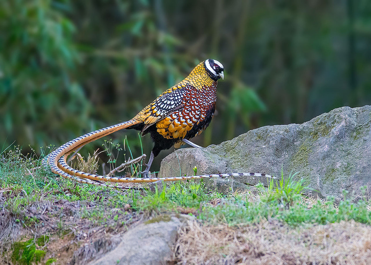 安康市鎏金铜蚕毛绒玩具设计比赛（图ZMTc5MDU4OTgw） - 玩具 - 站酷设计师xianphi原创素材 - 站酷ZCOOL