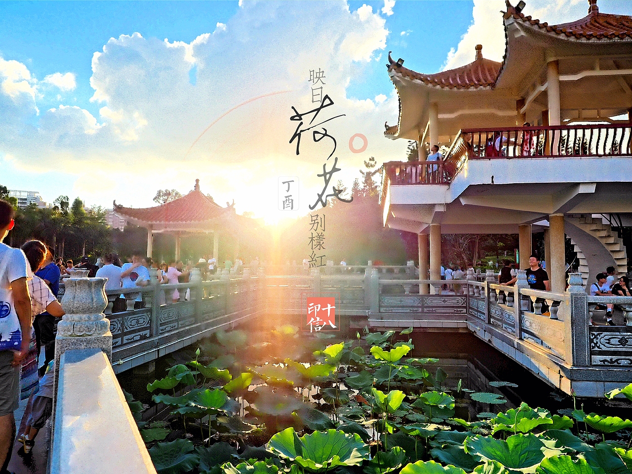 深圳洪湖公园荷花。