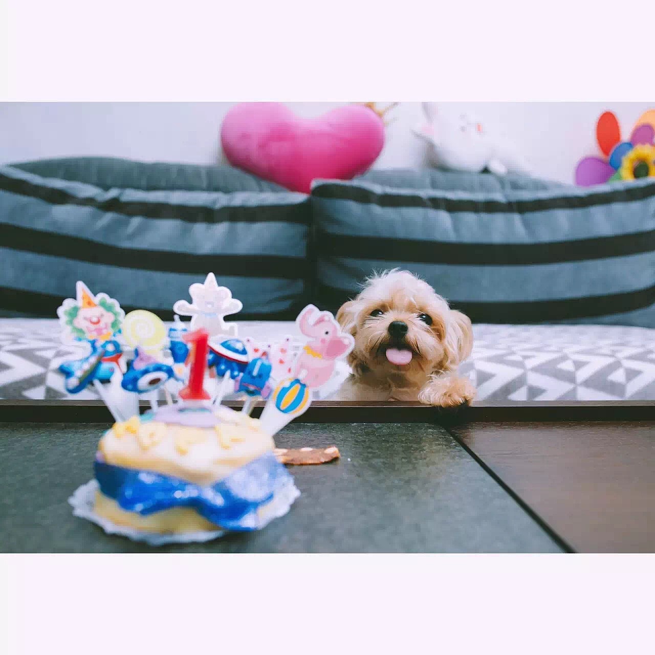 宝贝一岁庆生（图ZNTkzNzU5NDQ=） - 宠物摄影 - 站酷设计师挂糖原创素材 - 站酷ZCOOL