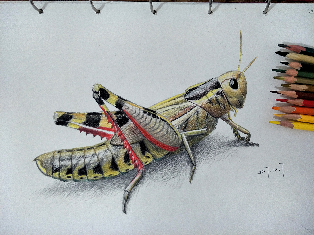 昆虫彩铅画简单图片