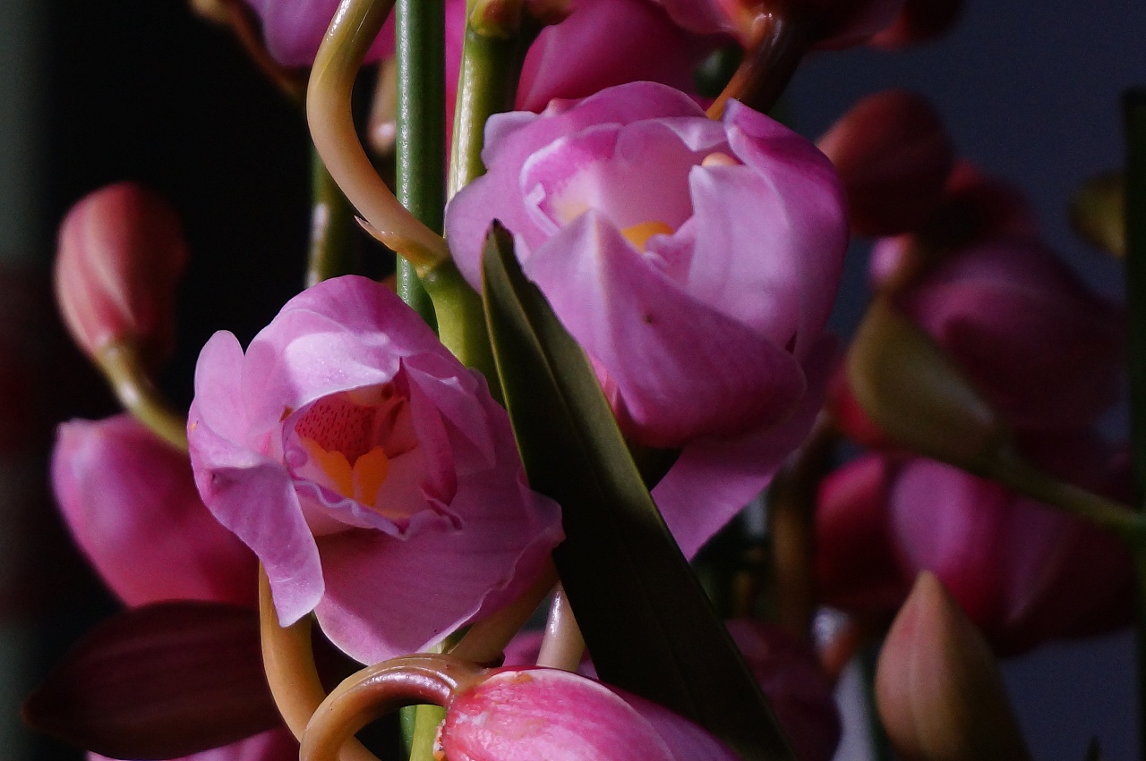 大花蕙兰植物摄影|摄影|产品摄影|柠檬啾酸 - 原创作品 - 站酷 (ZCOOL)