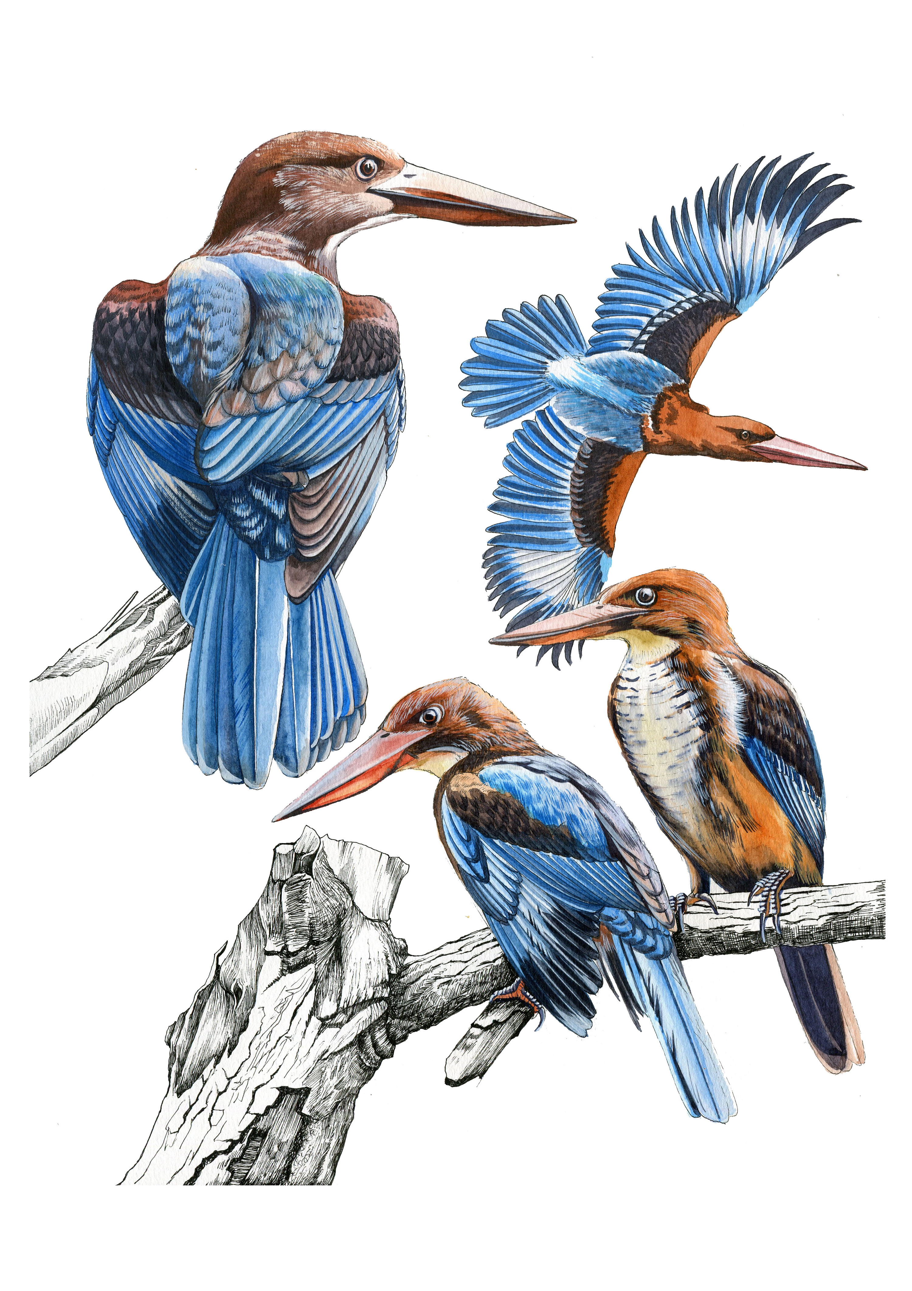 花老道的花与道博物画系列之【鸟】