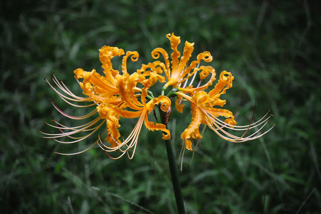 彼岸花·曼珠沙华（图ZMTg0MTY4NTc2） - 风光摄影 - 站酷设计师公子雪原创素材 - 站酷ZCOOL