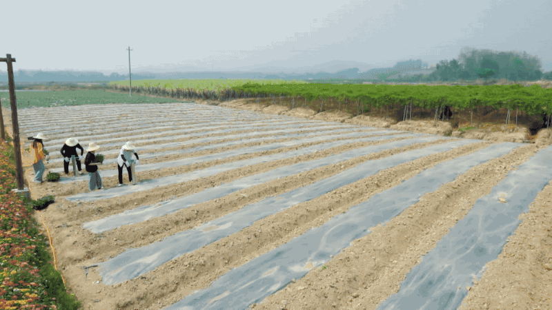 《向往的生活》第四季节目花字以及动画包装-大千影业（图ZMjA2ODc5ODM2） - 栏目片头 - 站酷设计师OHA_Studio原创素材 - 站酷ZCOOL