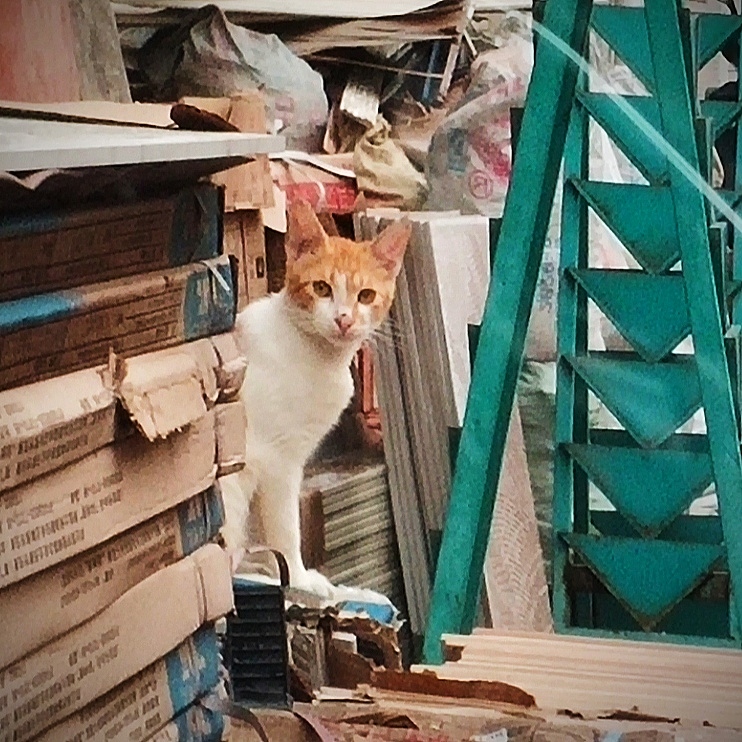 哇啊（图ZMjA5ODUzNzky） - 宠物摄影 - 站酷设计师古罗罗原创素材 - 站酷ZCOOL