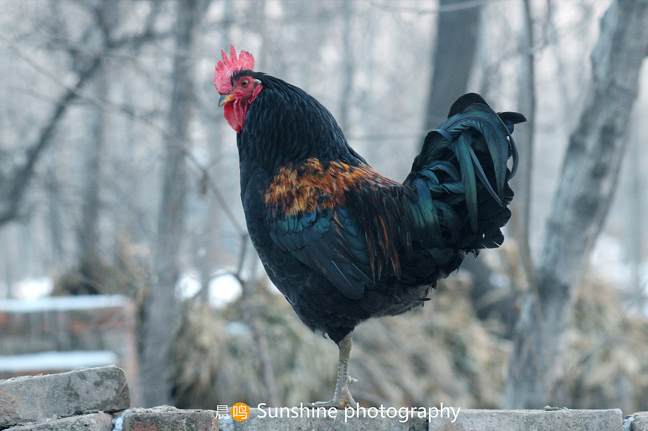 瞰（图ZNzk1NTQ3Mg==） - 宠物摄影 - 站酷设计师阳光摄影原创素材 - 站酷ZCOOL