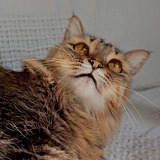 七七喵吾的头像